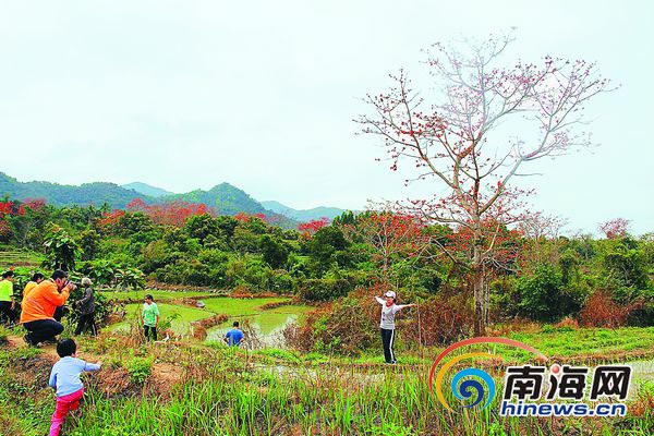 昌江七叉镇木棉观景台